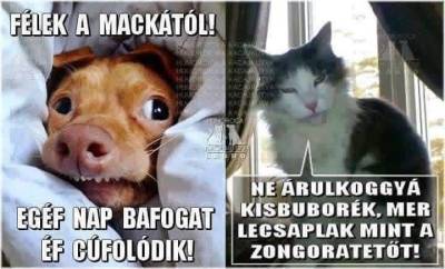 Nyílt gyakorló nap